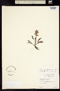 Image of Pedicularis flammea
