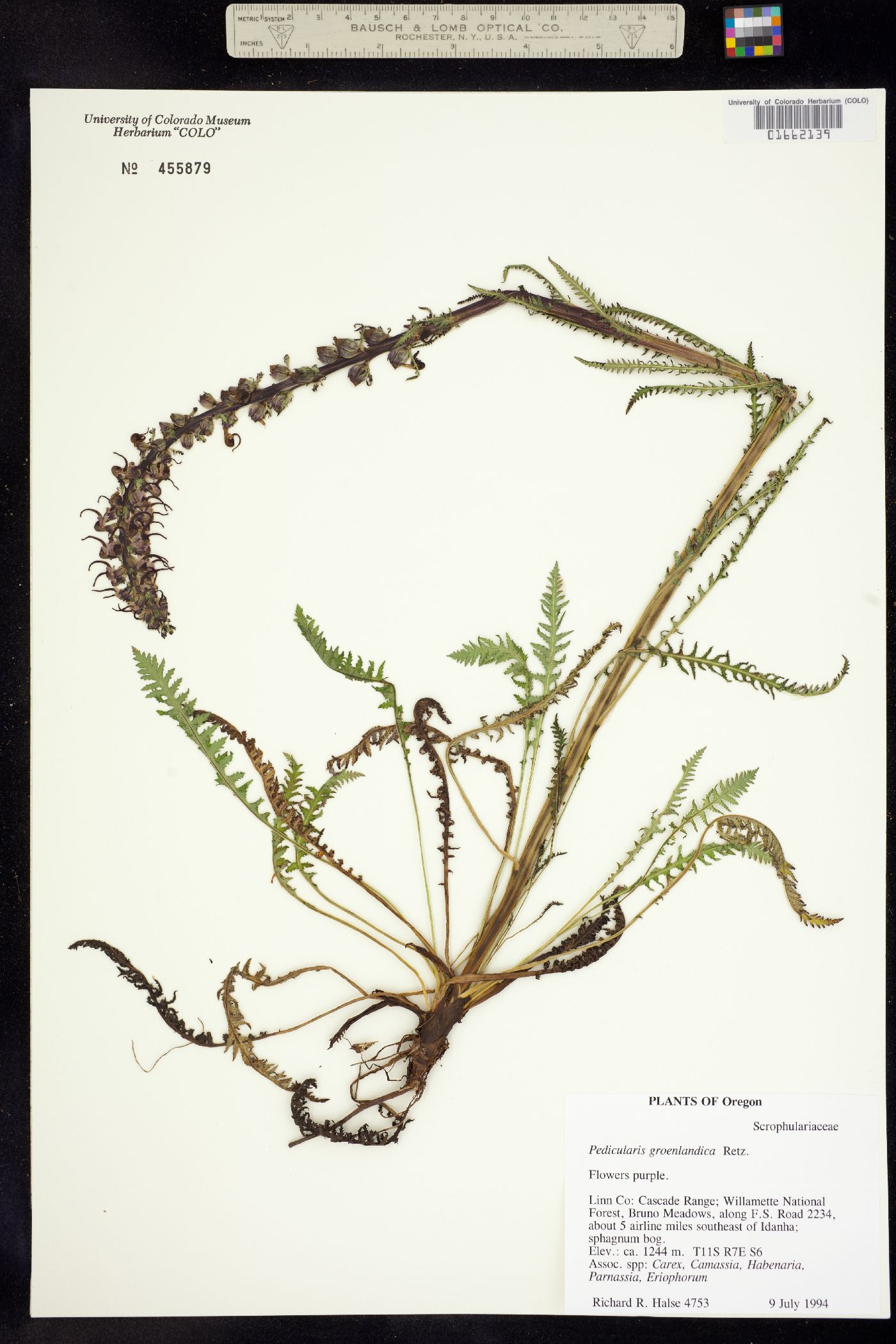 Pedicularis groenlandica image