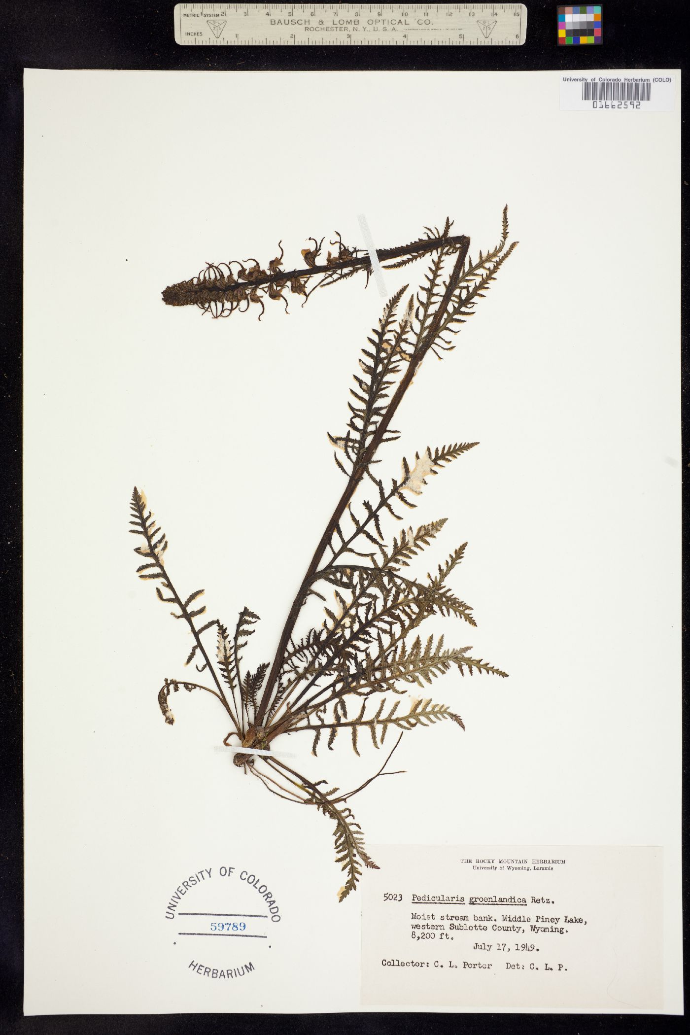 Pedicularis groenlandica image