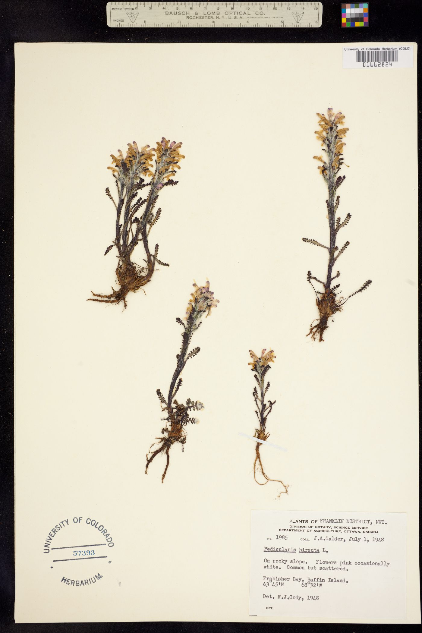 Pedicularis hirsuta image