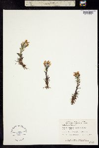 Pedicularis hirsuta image