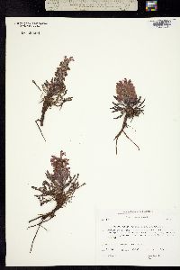 Pedicularis kanei image