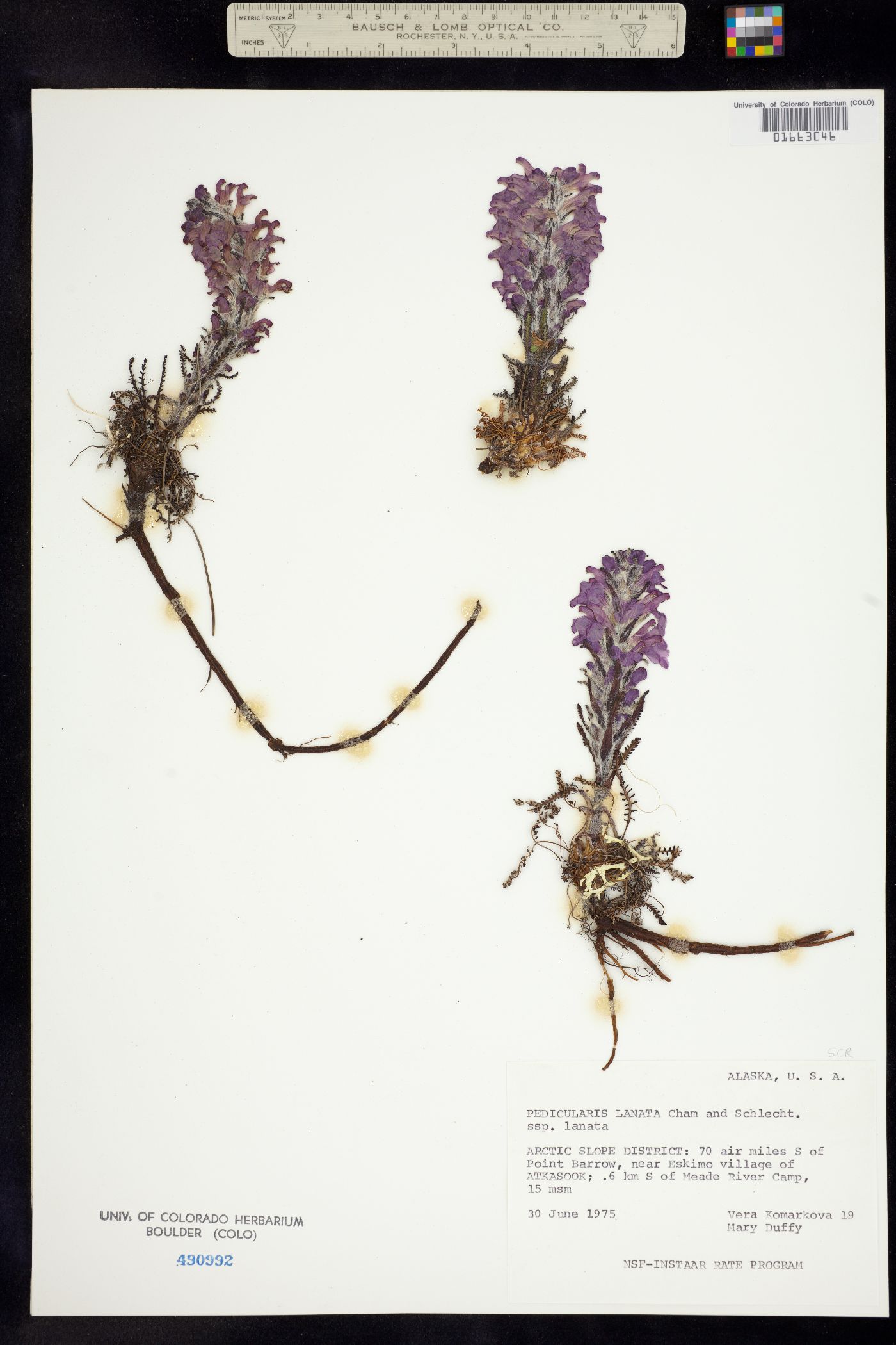 Pedicularis lanata image