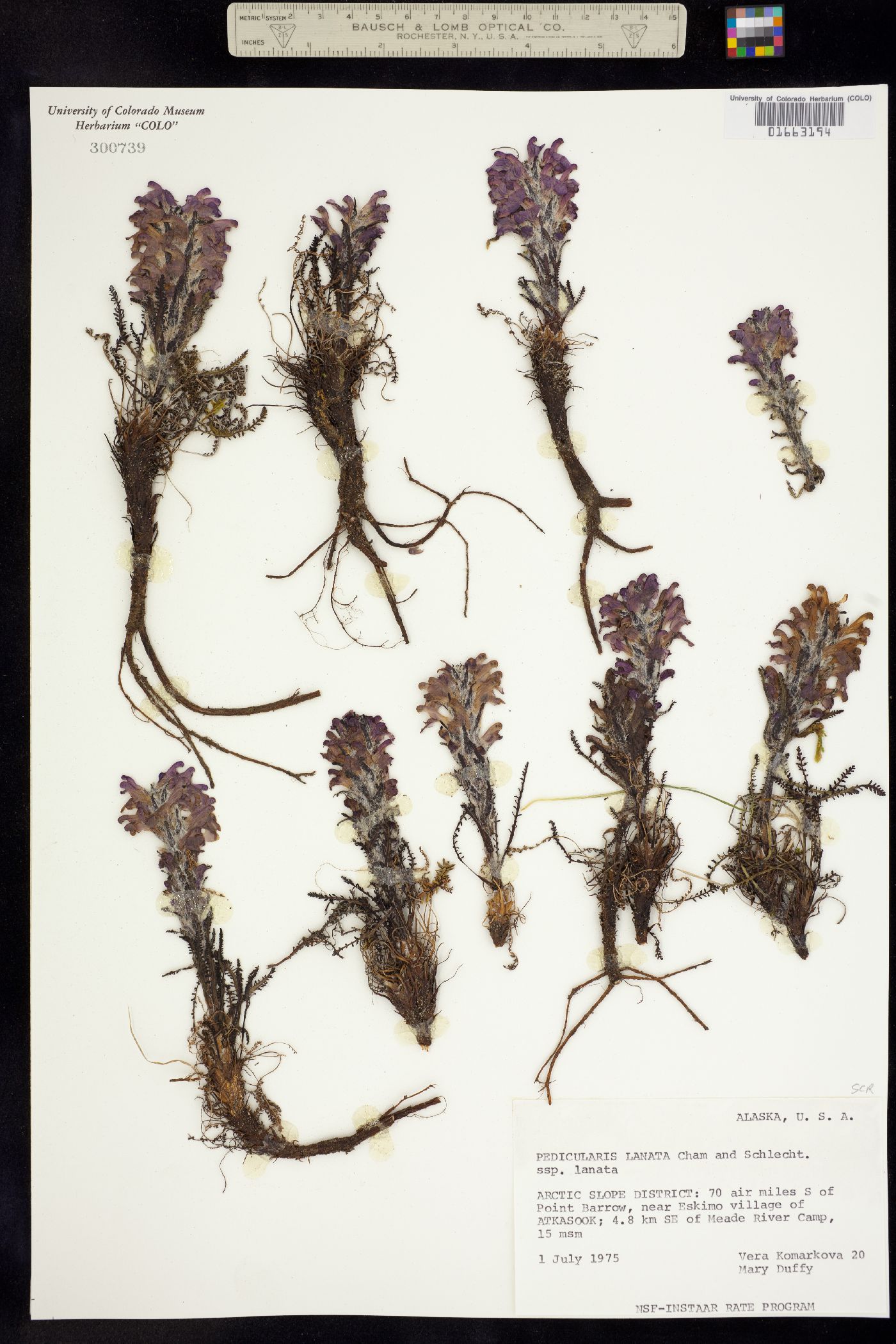 Pedicularis lanata image