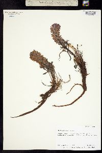 Pedicularis lanata image