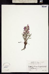 Pedicularis kanei image