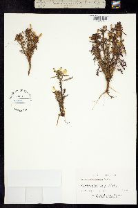 Image of Pedicularis labradorica