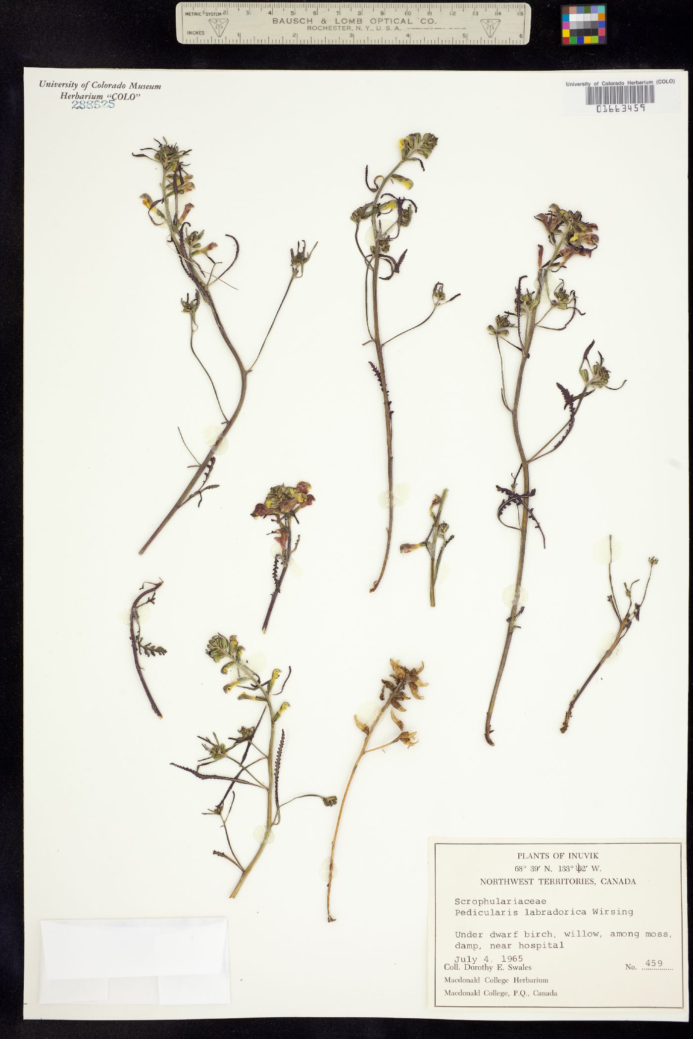 Pedicularis labradorica image