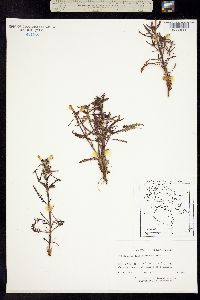 Pedicularis labradorica image