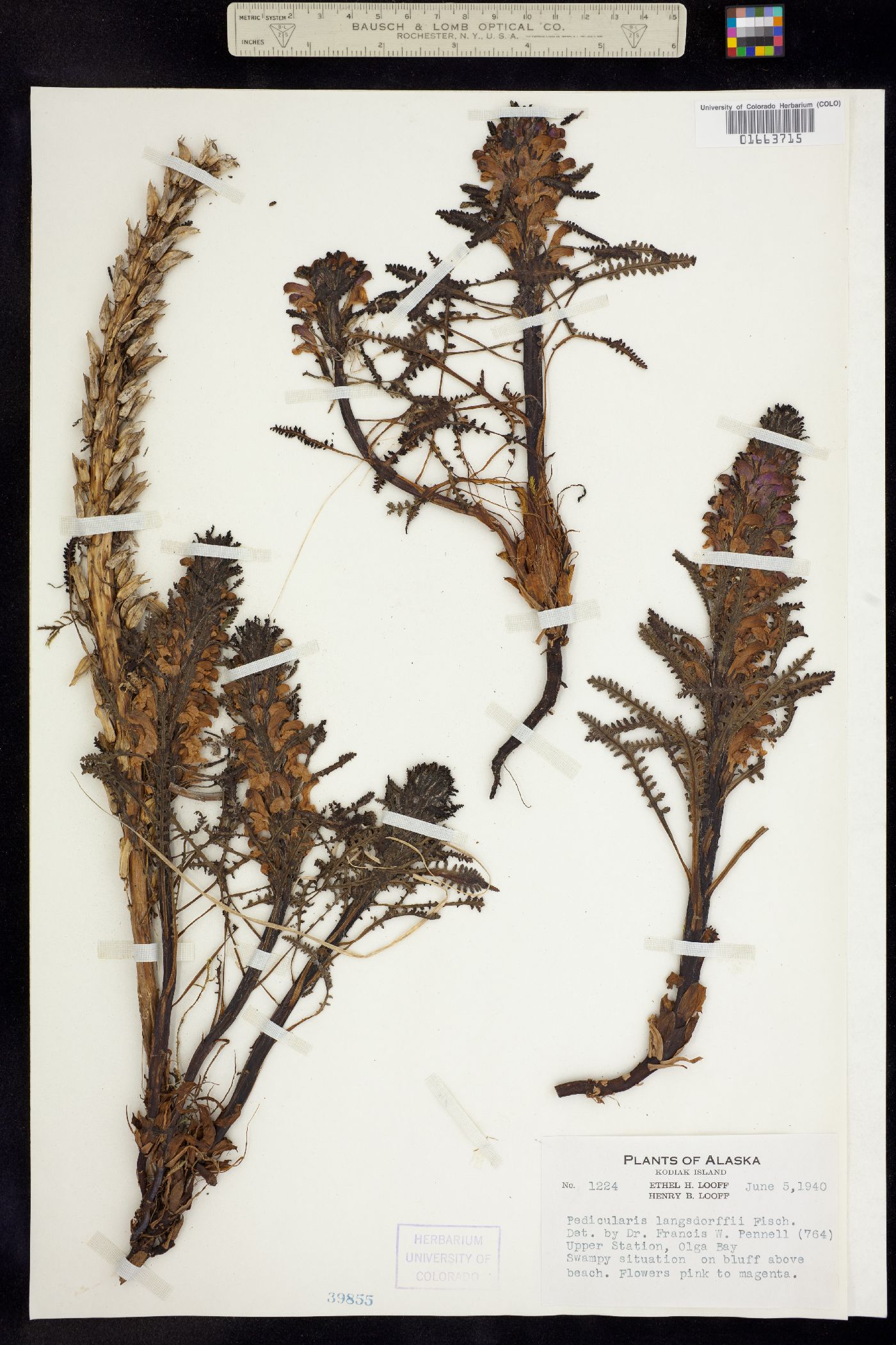 Pedicularis langsdorffii image