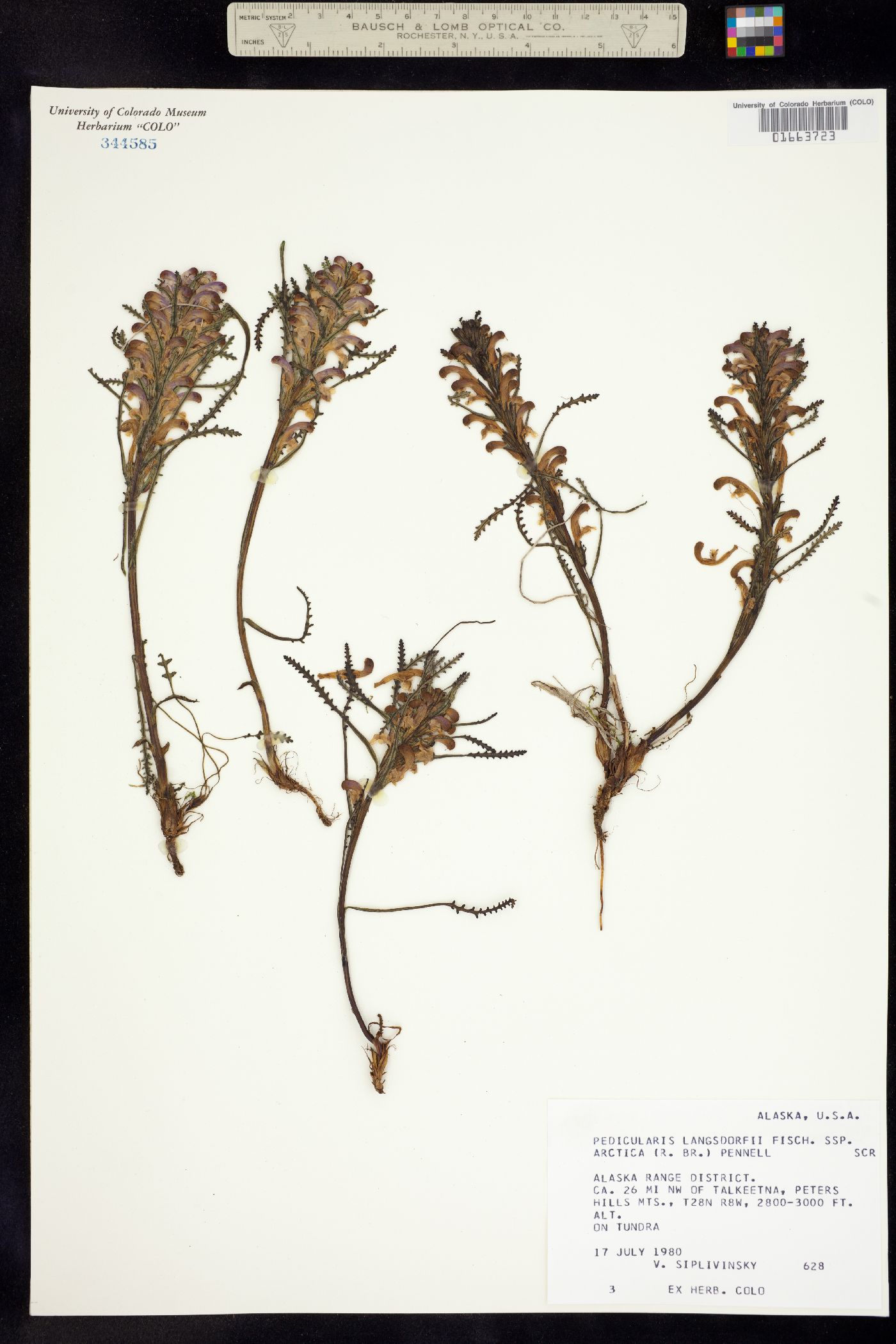 Pedicularis langsdorffii image