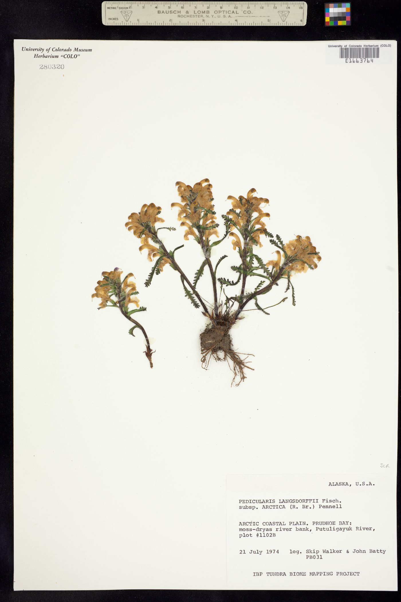 Pedicularis langsdorffii image