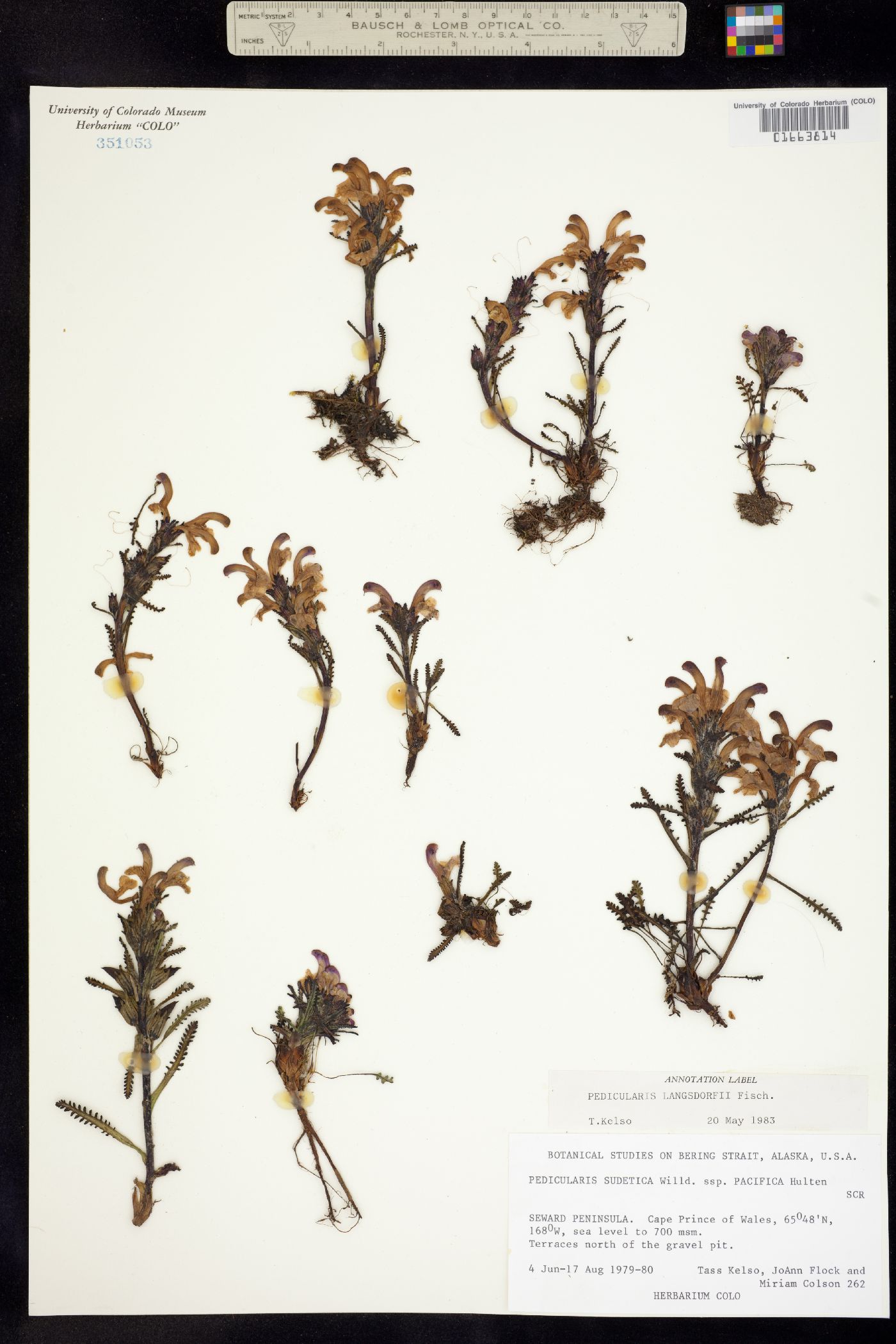 Pedicularis langsdorffii image