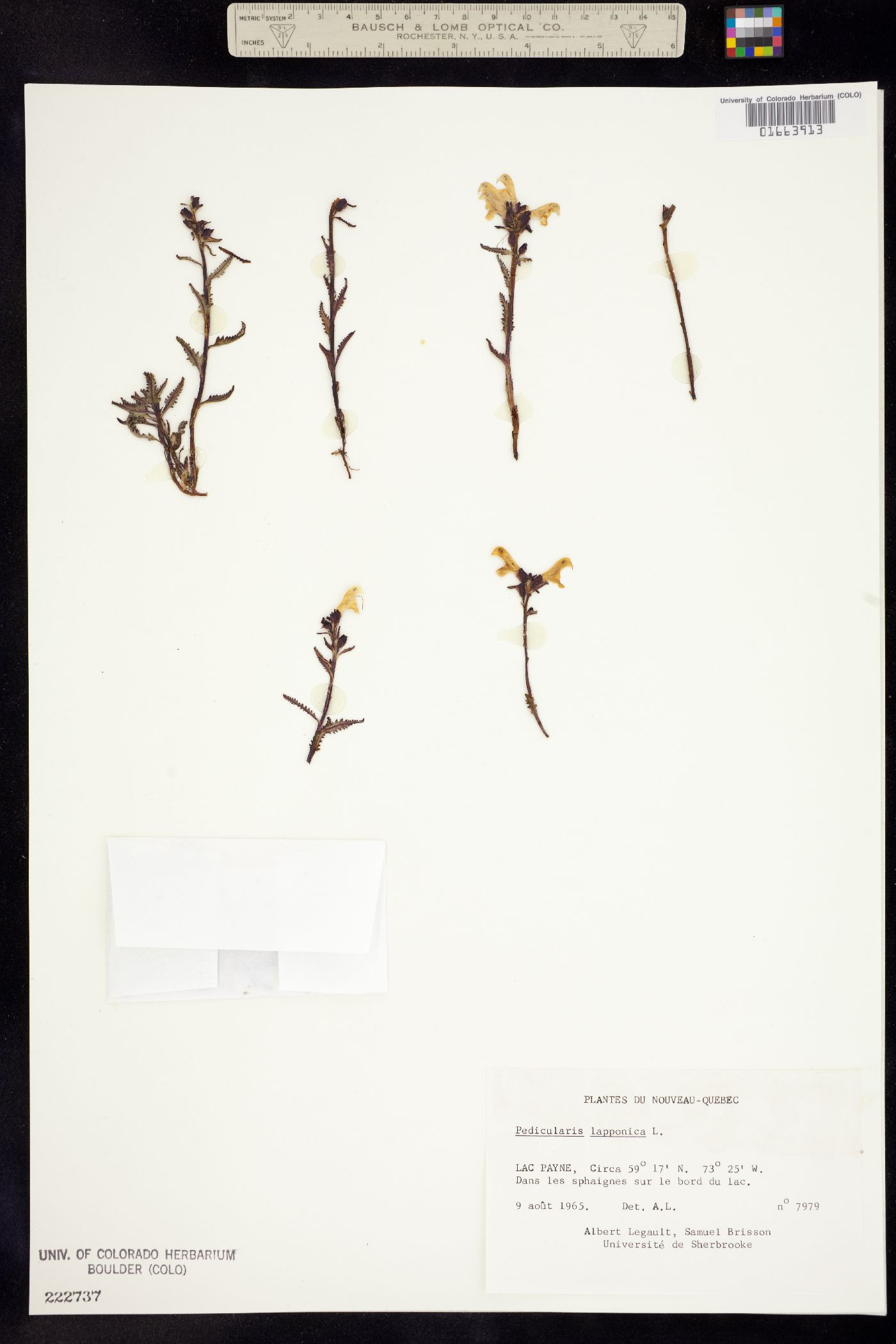 Pedicularis lapponica image