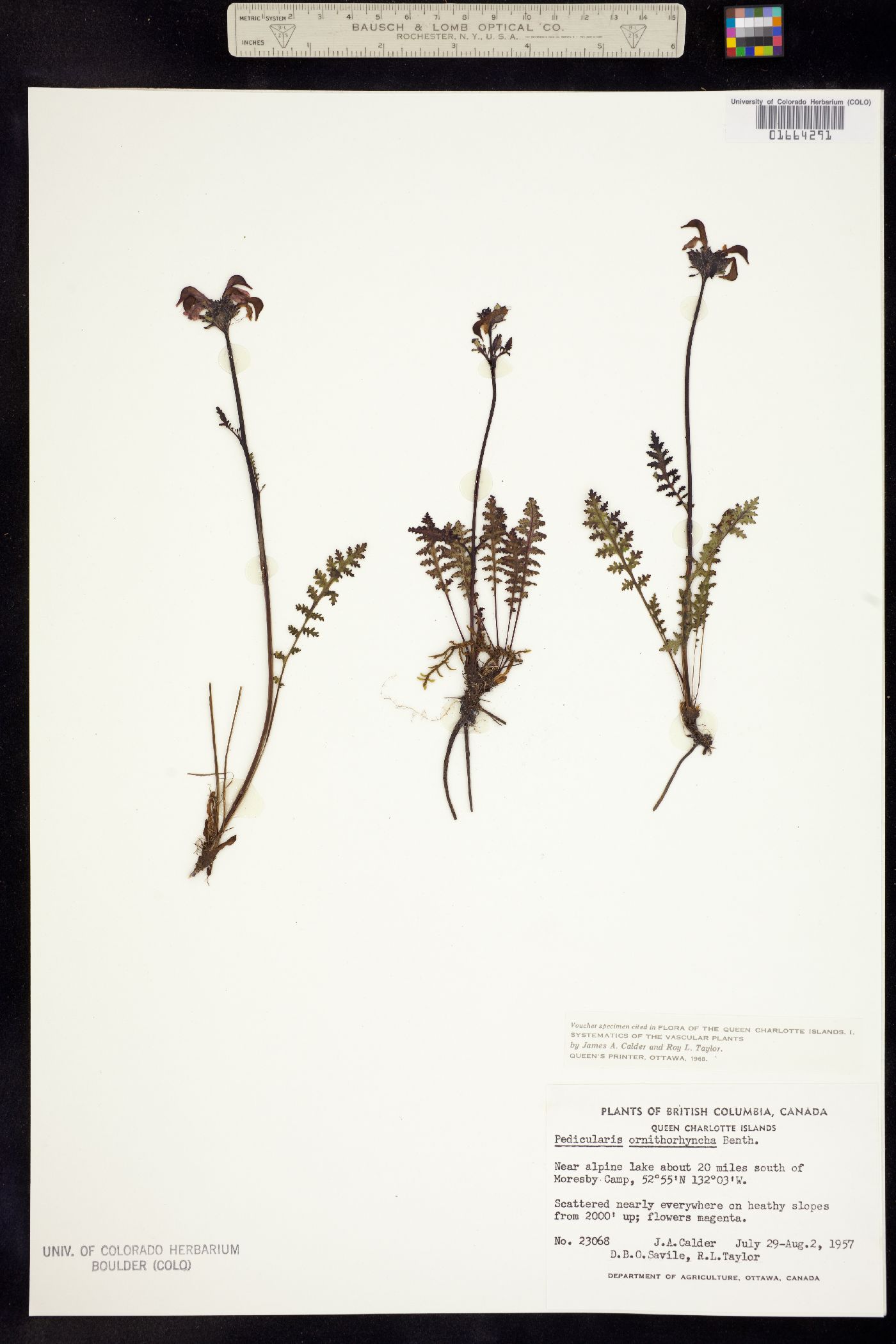Pedicularis ornithorhyncha image
