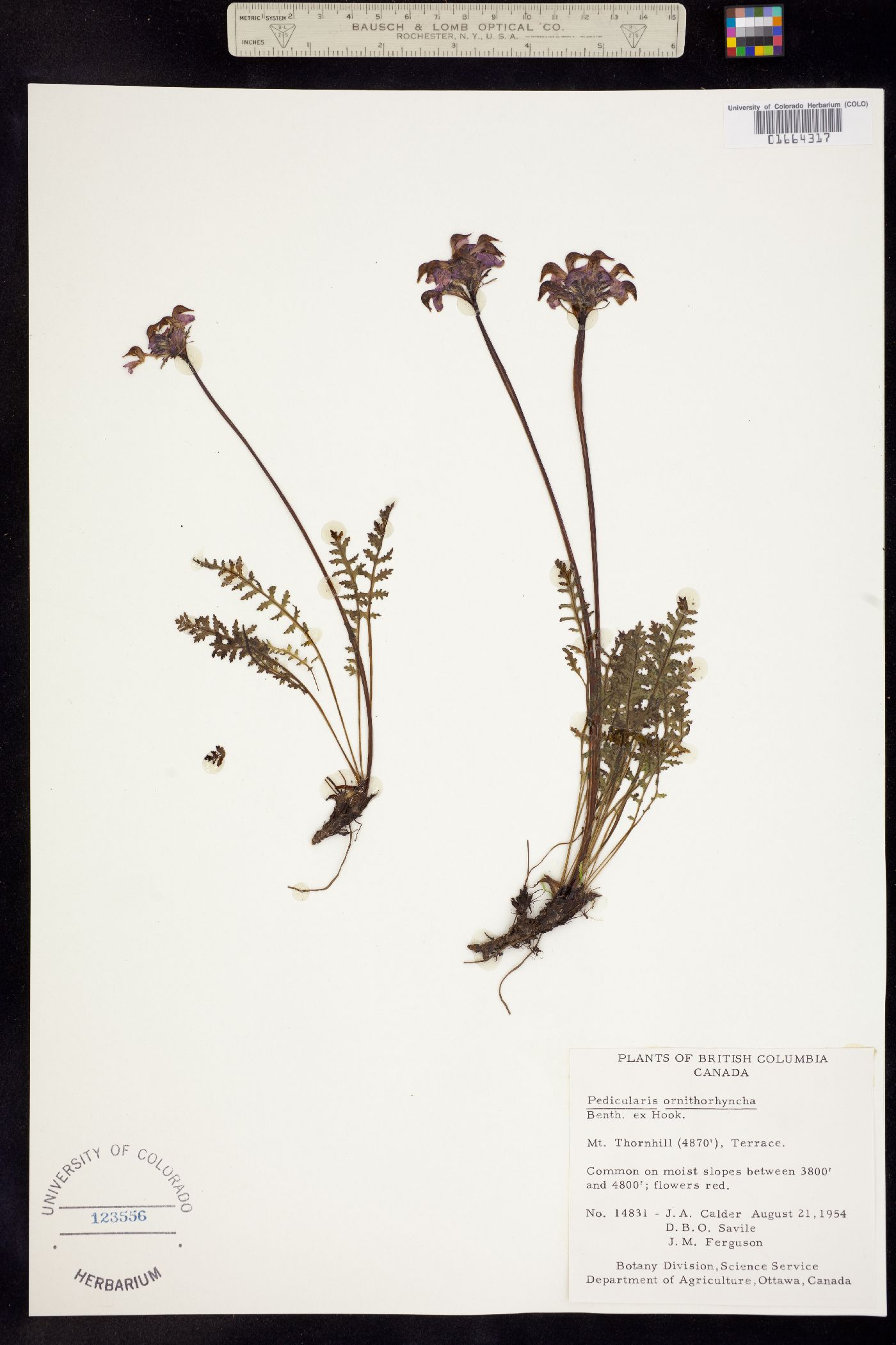 Pedicularis ornithorhyncha image