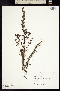 Image of Pedicularis palustris