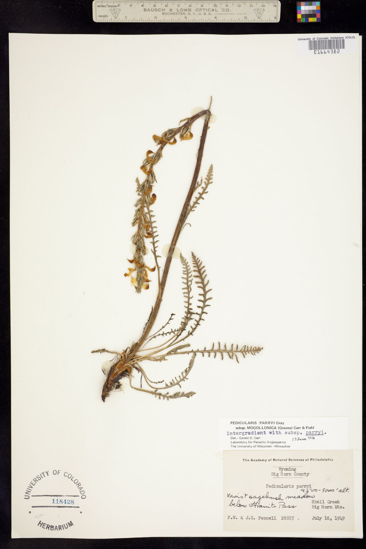 Pedicularis parryi ssp. mogollonica image