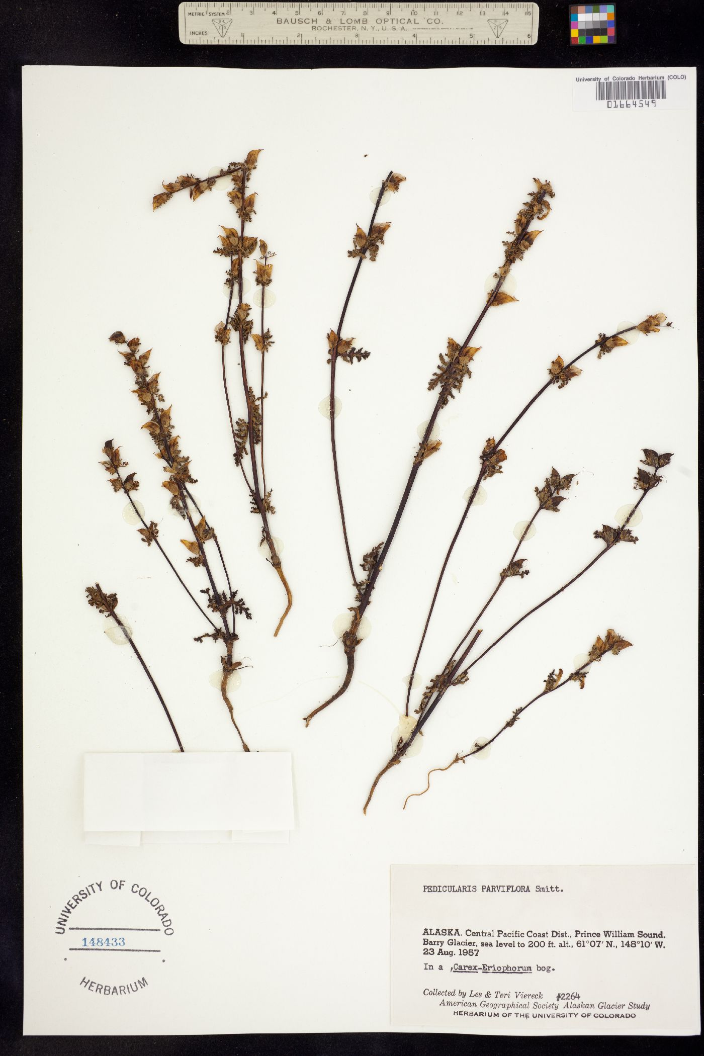 Pedicularis parviflora image