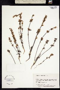 Image of Pedicularis parviflora