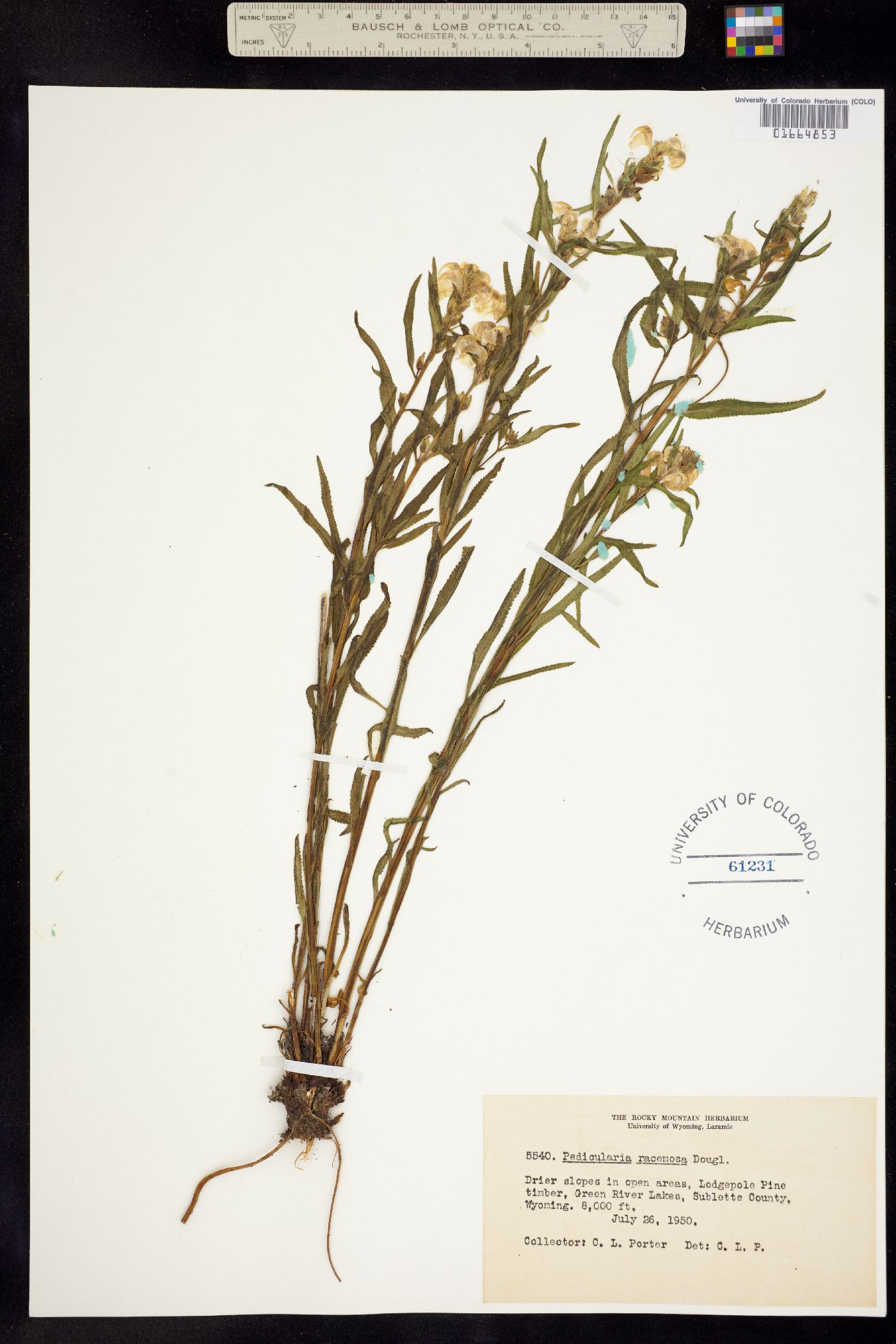 Pedicularis racemosa image