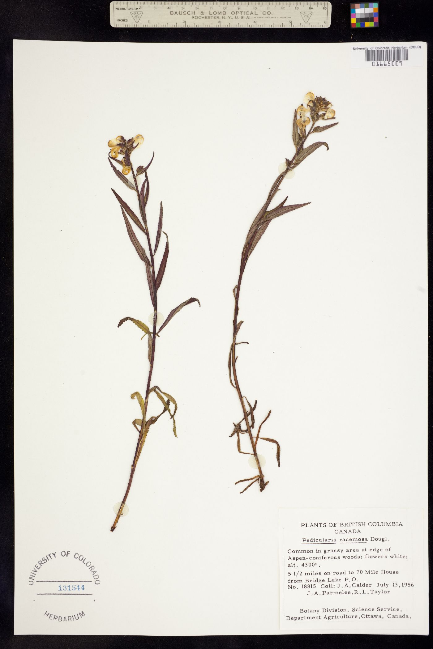 Pedicularis racemosa image