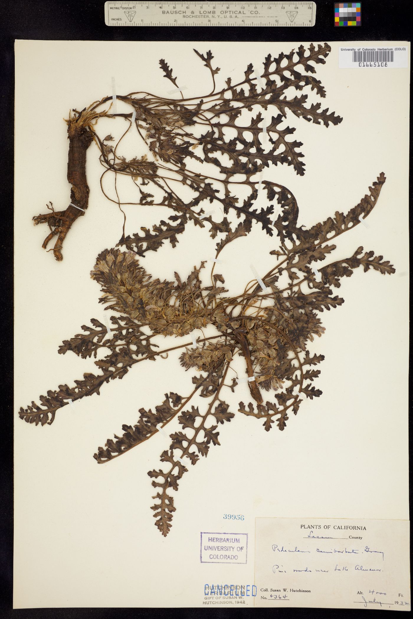 Pedicularis semibarbata image