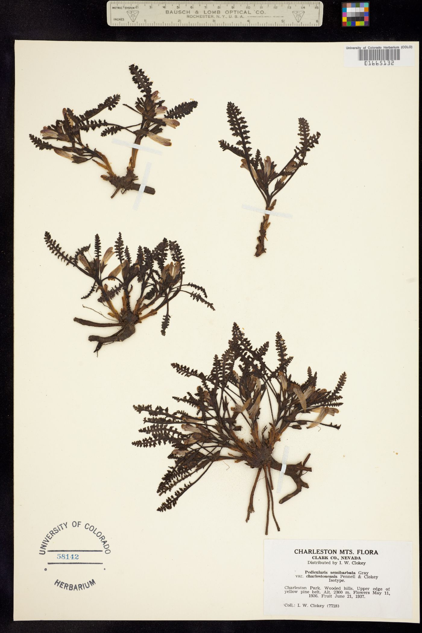 Pedicularis semibarbata image