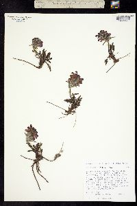 Pedicularis sudetica image