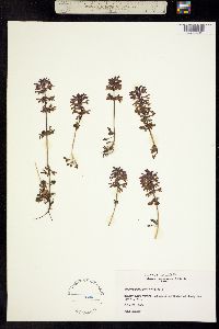 Pedicularis verticillata image