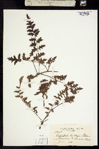 Pedicularis dudleyi image
