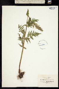 Image of Pedicularis pachyrhiza