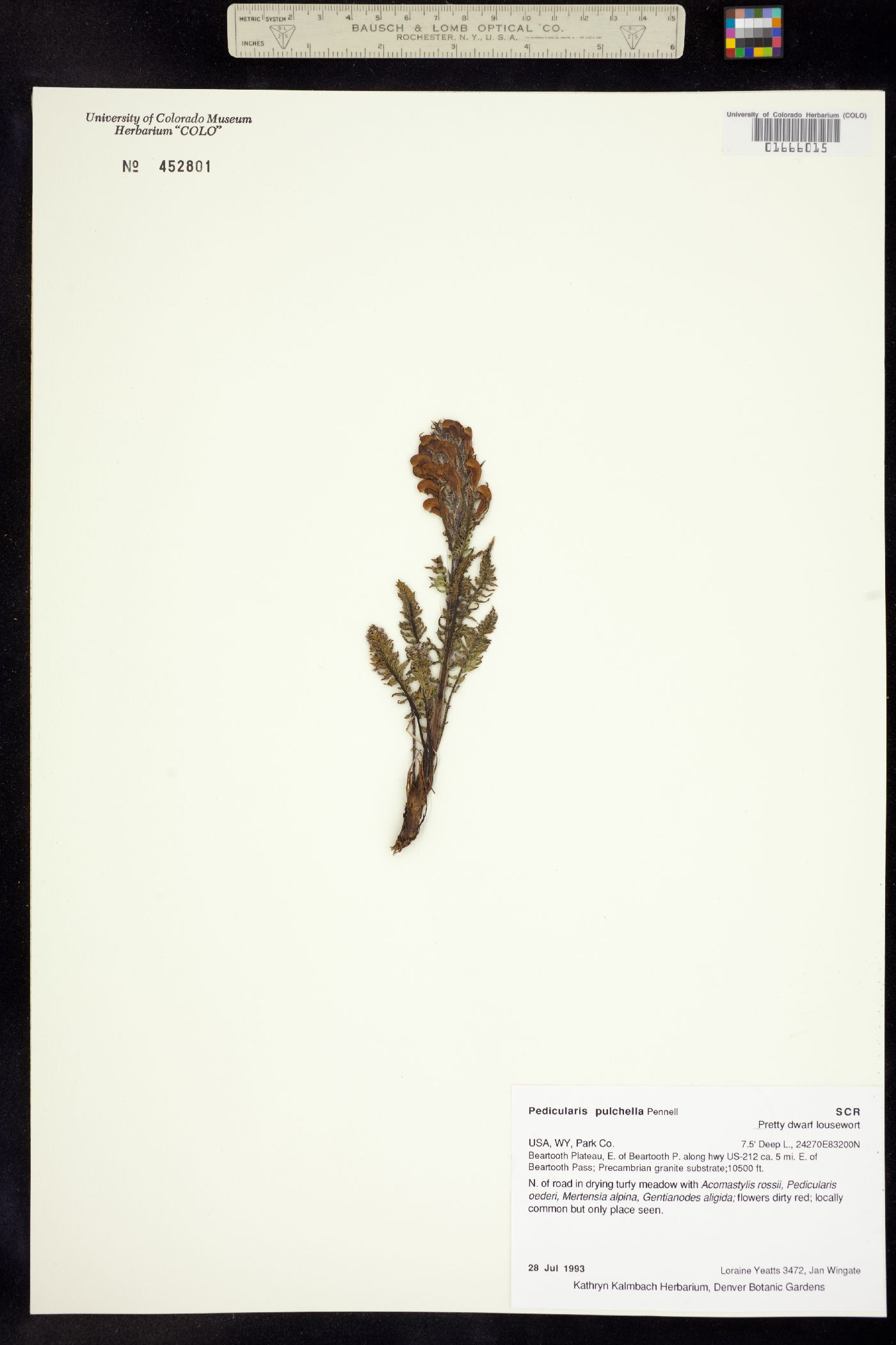 Pedicularis pulchella image