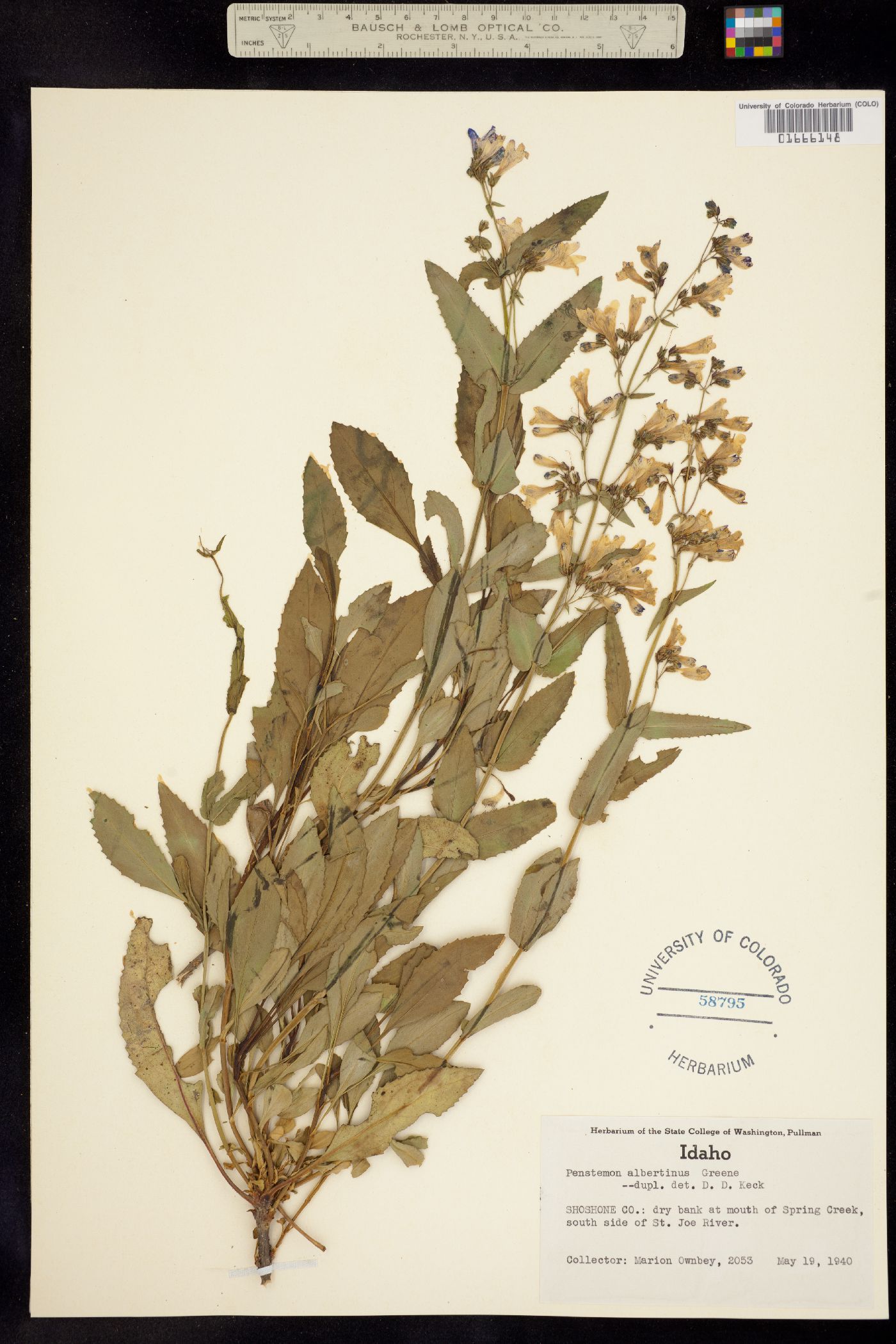 Penstemon albertinus image