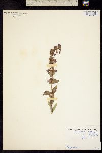 Image of Penstemon acuminatus
