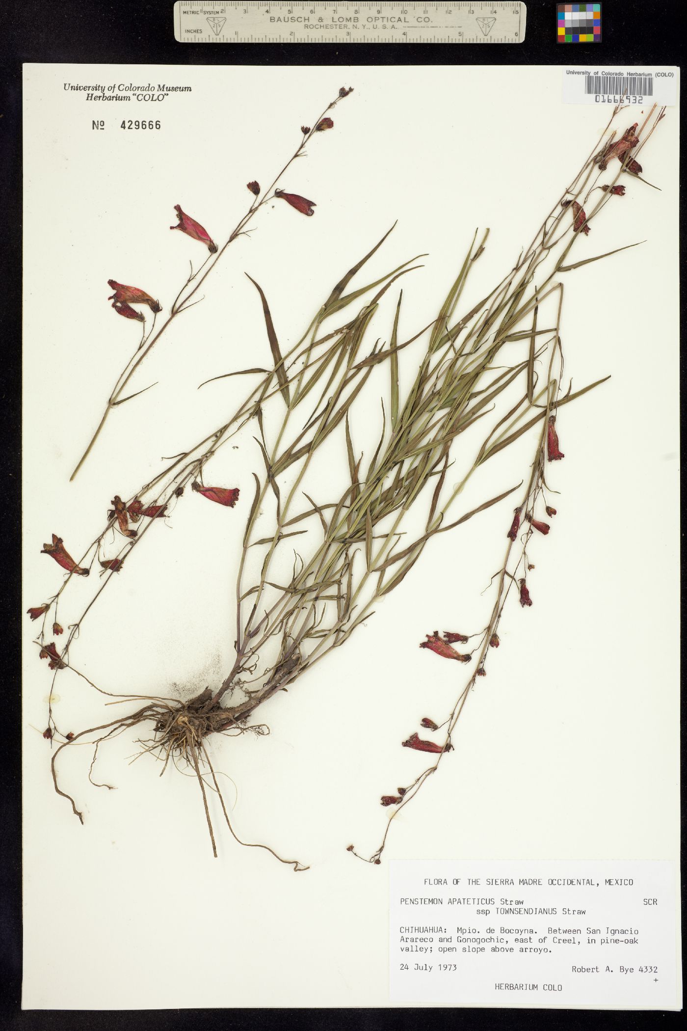 Penstemon apateticus image