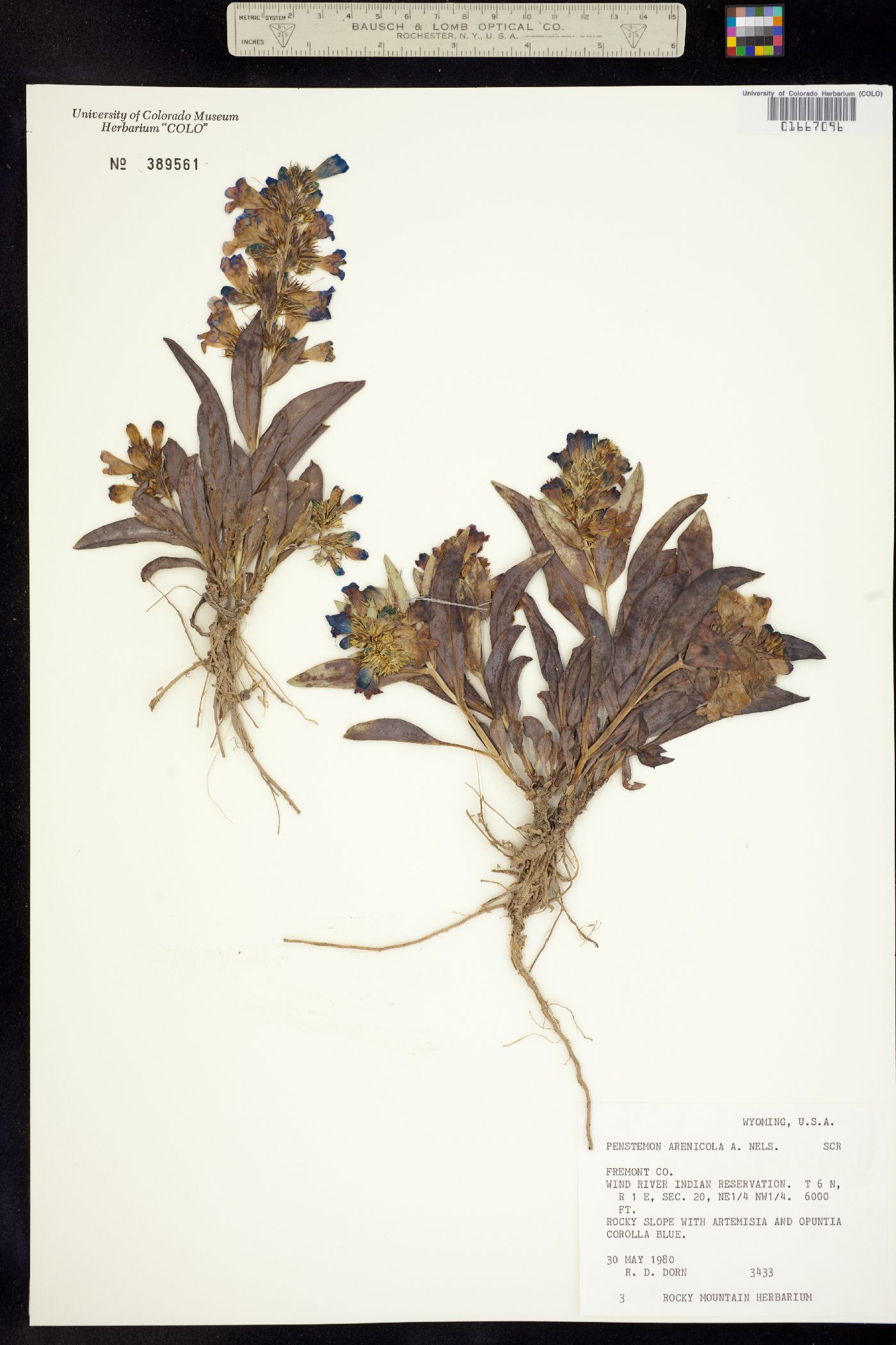 Penstemon arenicola image