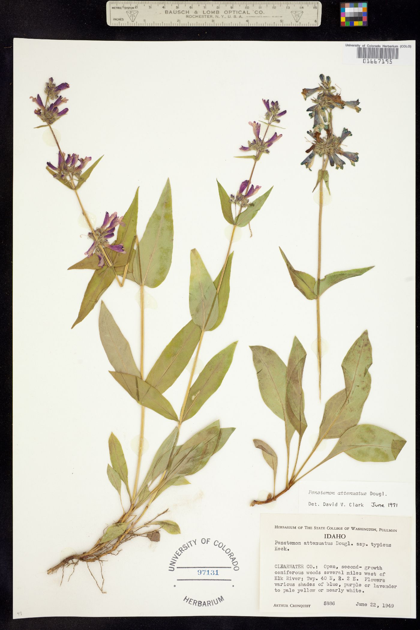 Penstemon attenuatus image