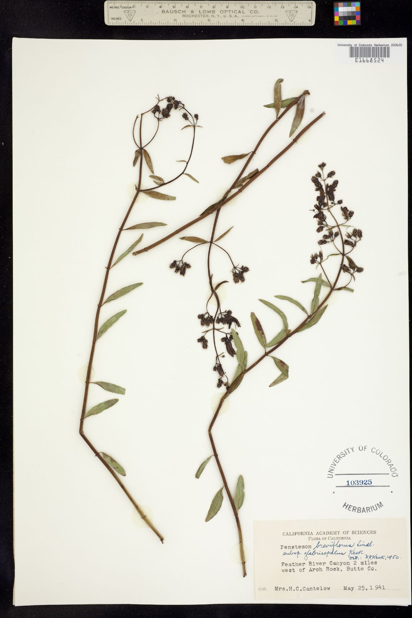 Keckiella breviflora ssp. breviflora image