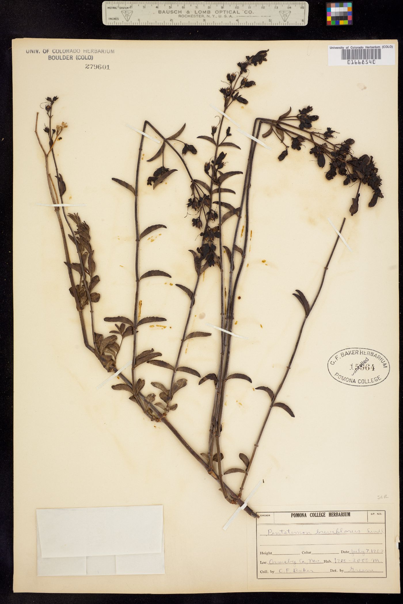 Keckiella breviflora ssp. breviflora image