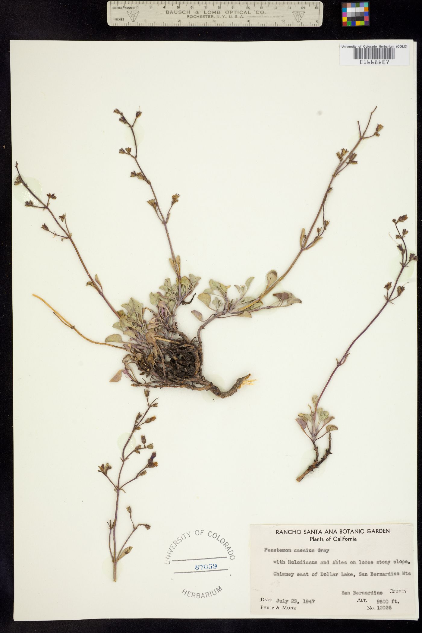 Penstemon caesius image