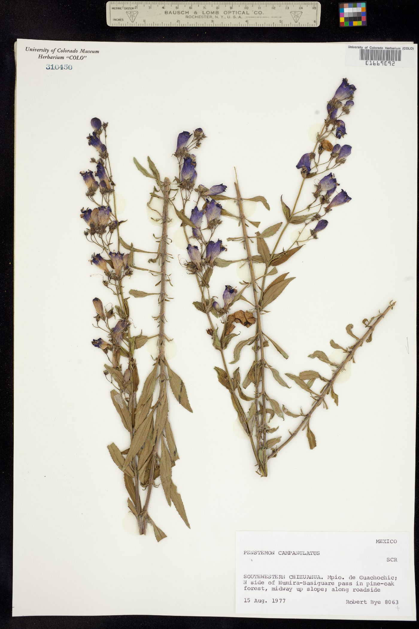 Penstemon campanulatus image