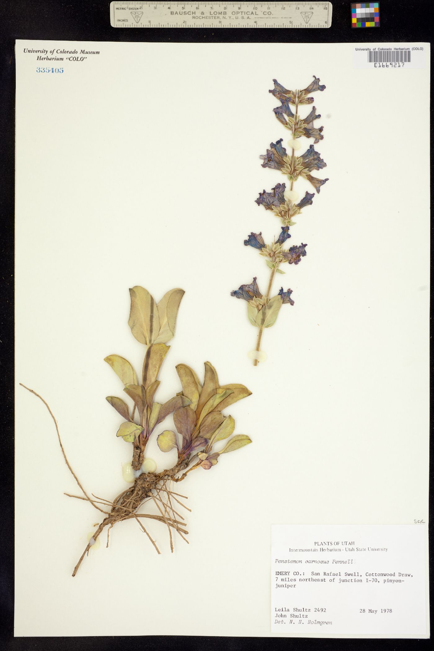 Penstemon carnosus image