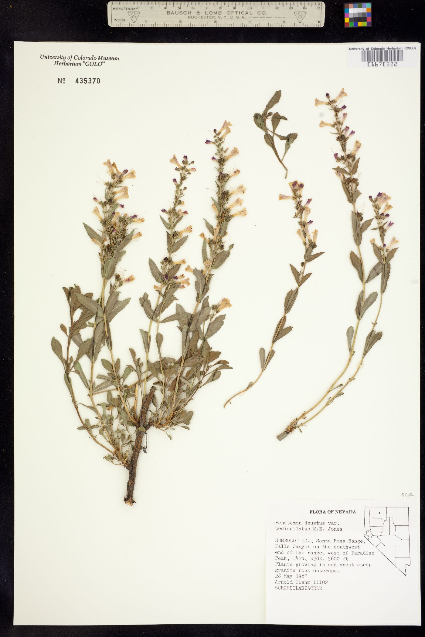 Penstemon deustus image