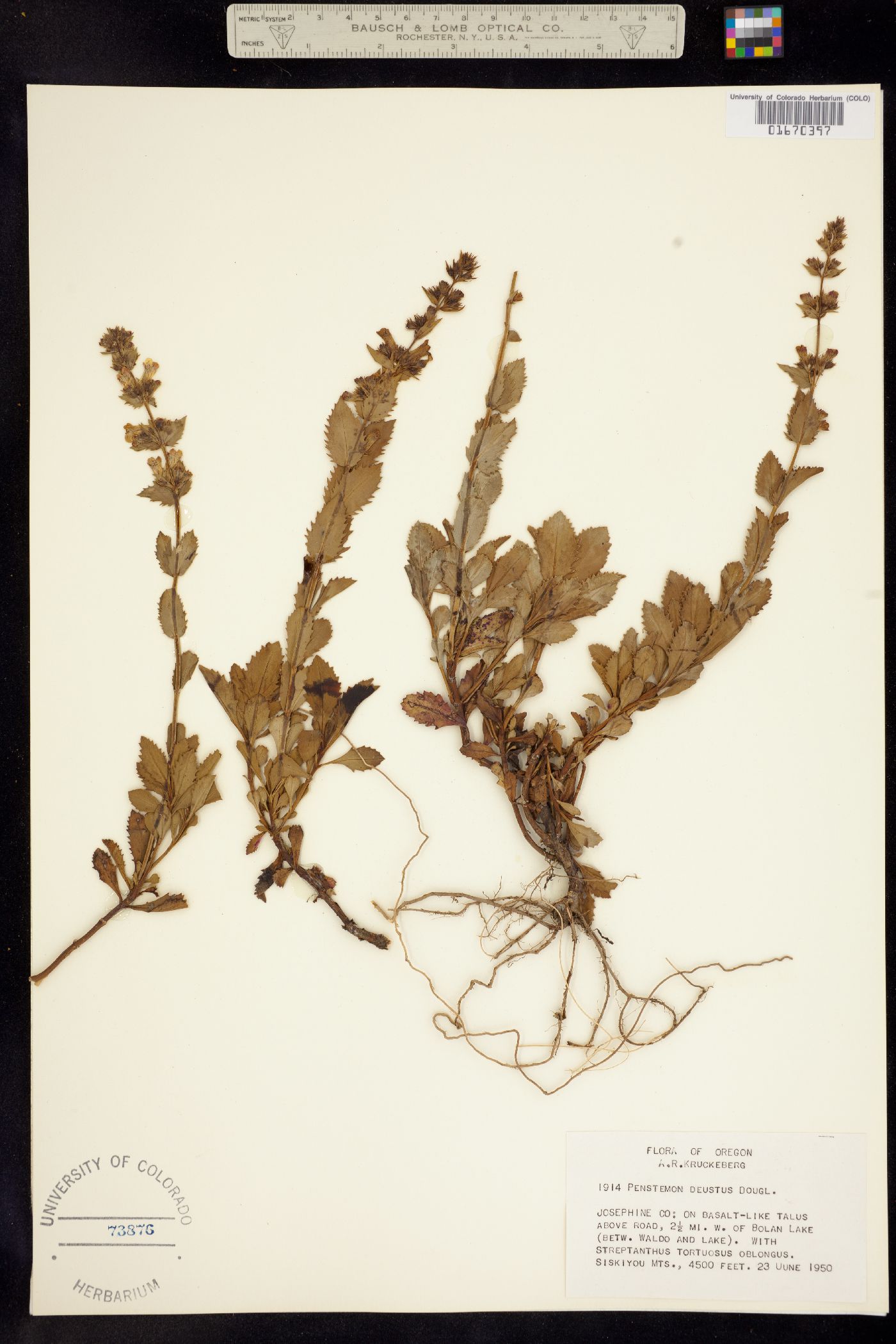 Penstemon deustus image