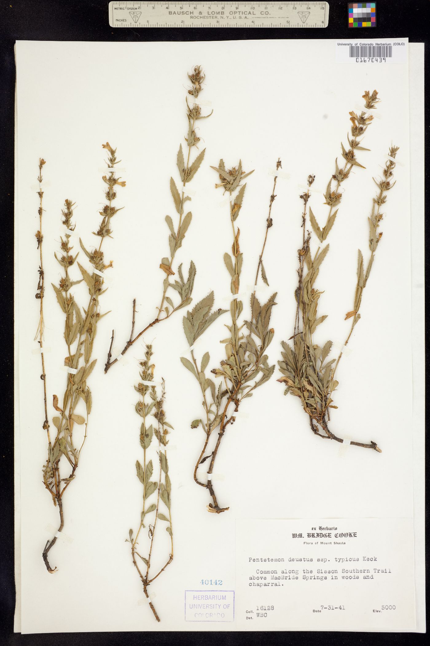 Penstemon image