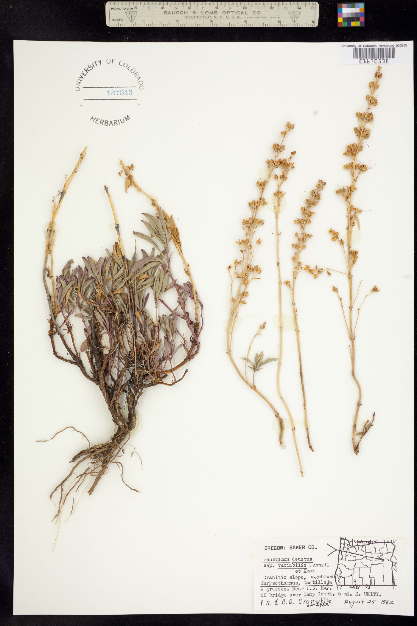 Penstemon deustus image