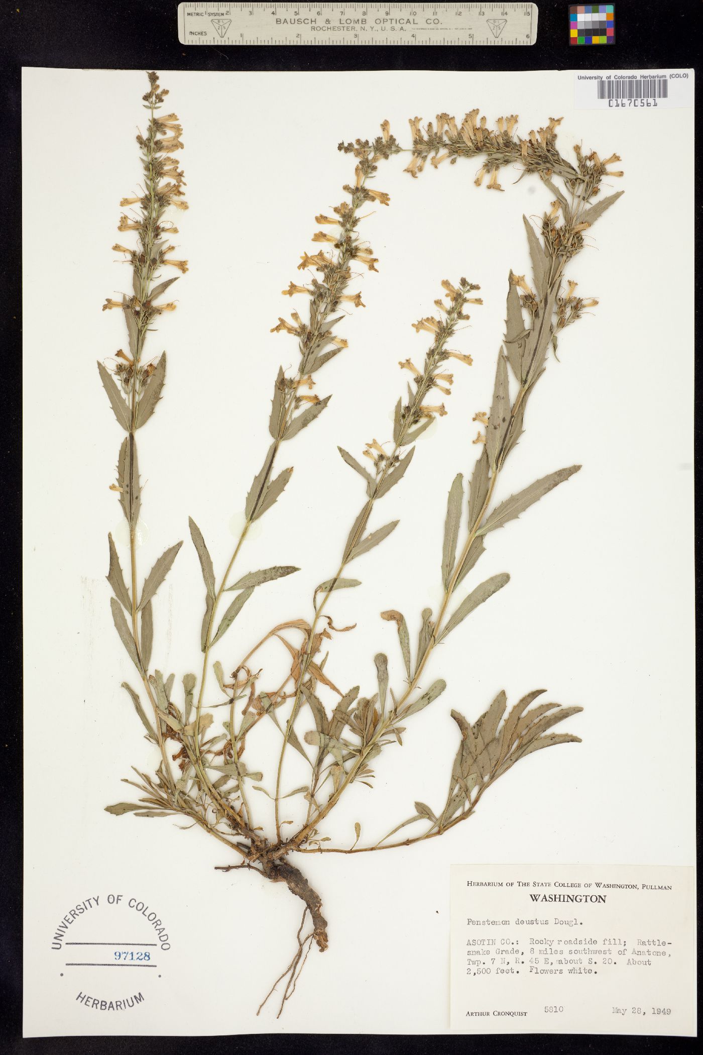 Penstemon deustus image