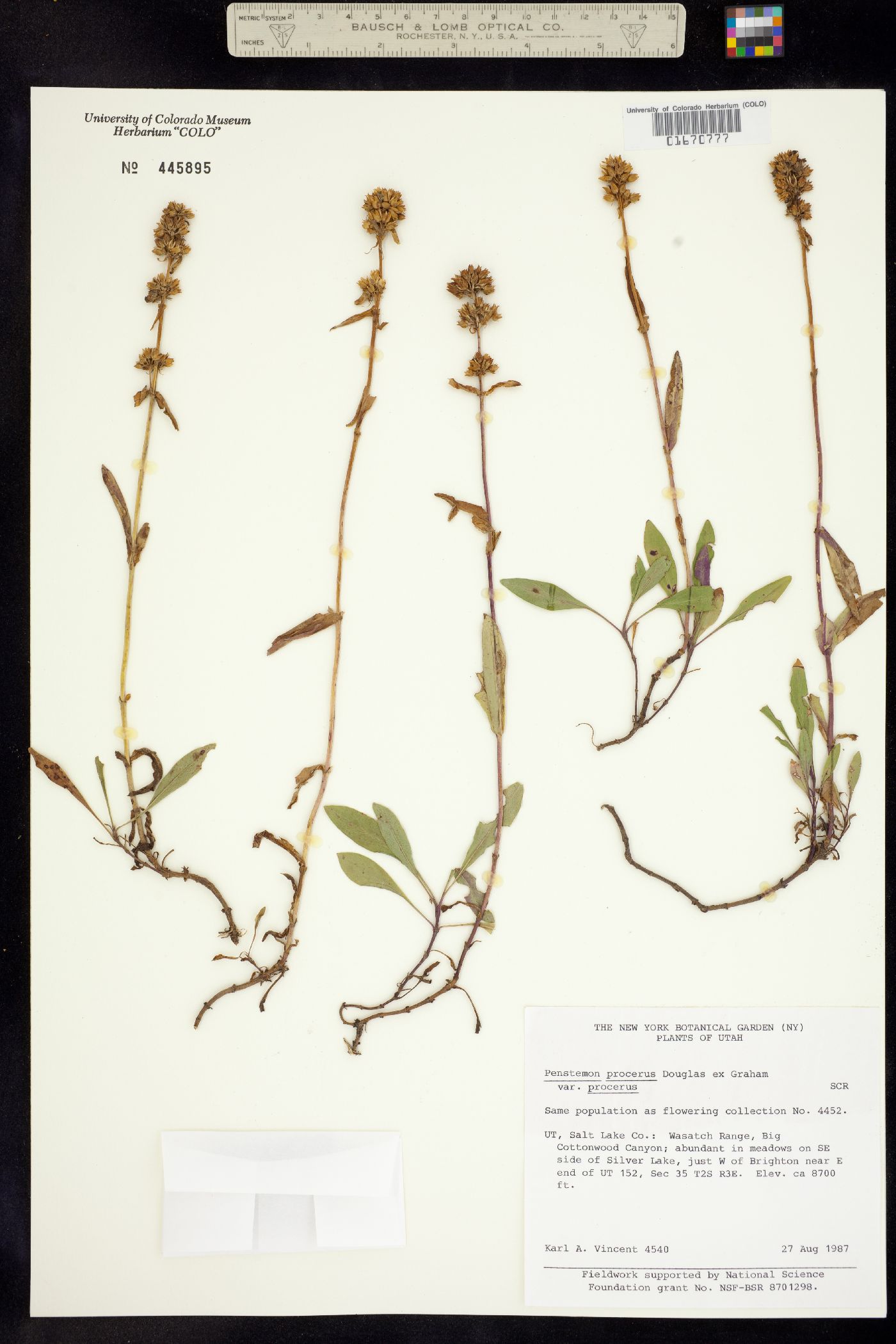 Penstemon confertus image