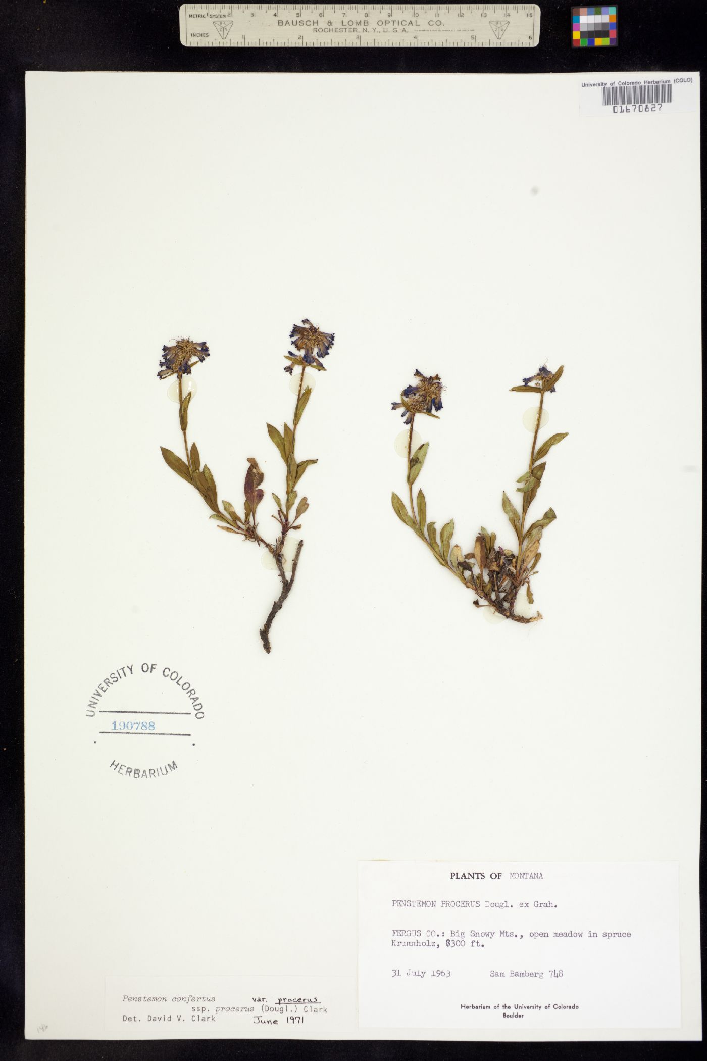 Plantaginaceae image